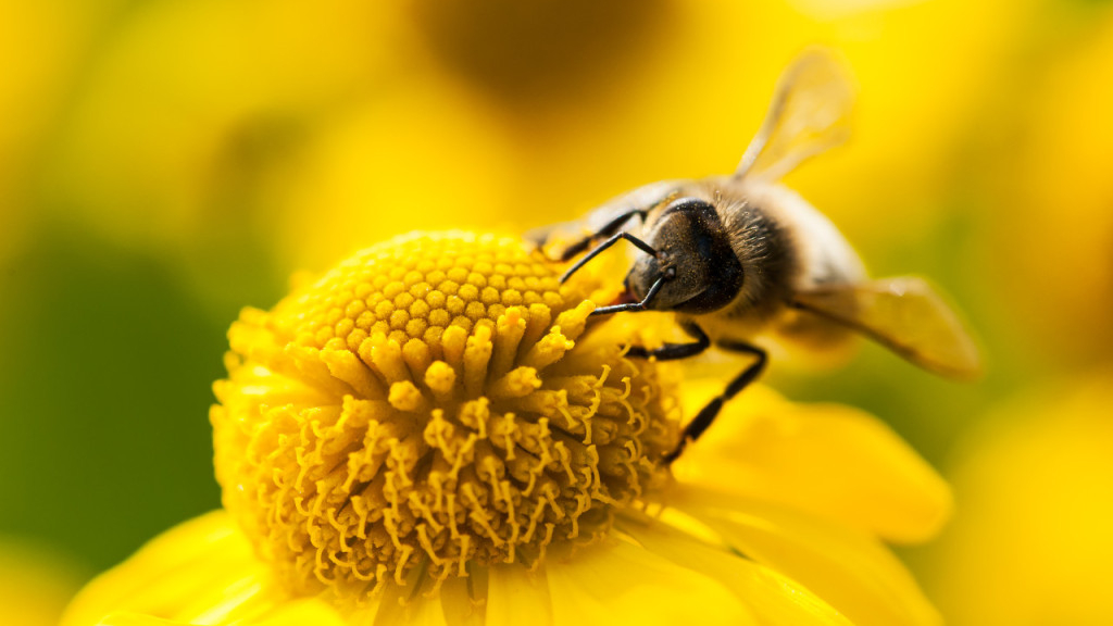 蜜蜂辨认方向靠的是什么