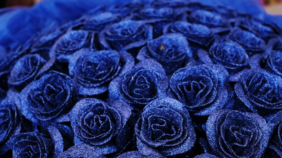 蓝色妖姬是真花还是假花