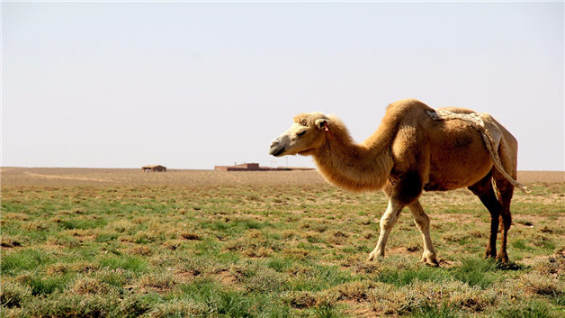 骆驼奶哪些人不能喝