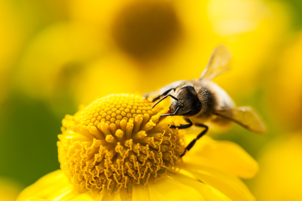 蜜蜂靠什么来辨认方向