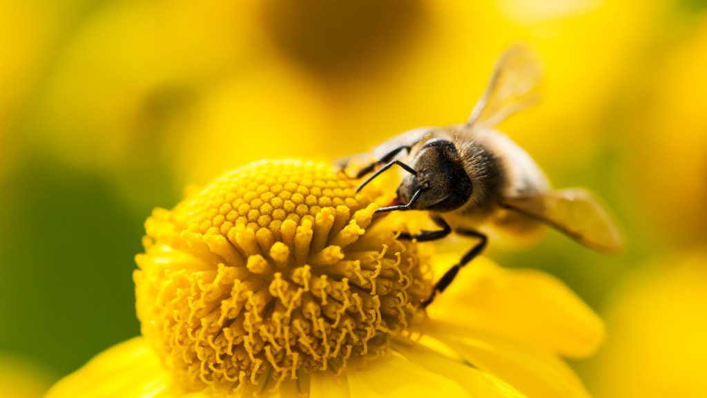 蜜蜂有哪些特点和本领