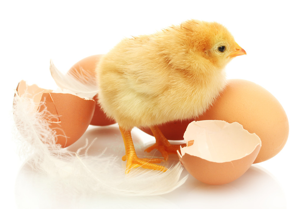鸡蛋怎么变成小鸡