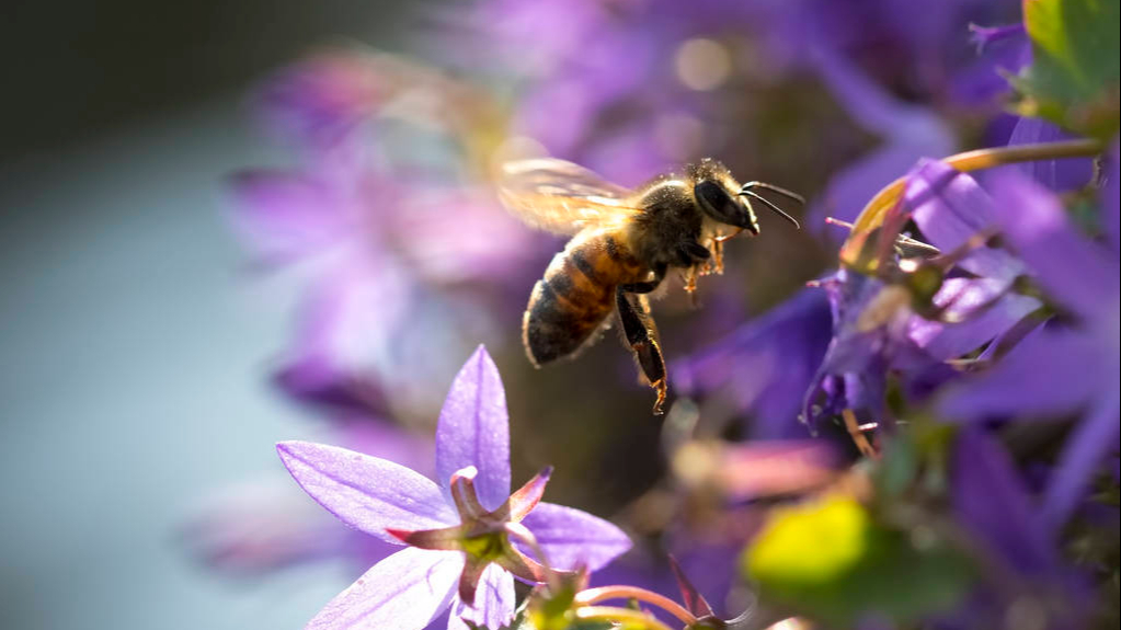 蜜蜂采蜜存在身体哪里