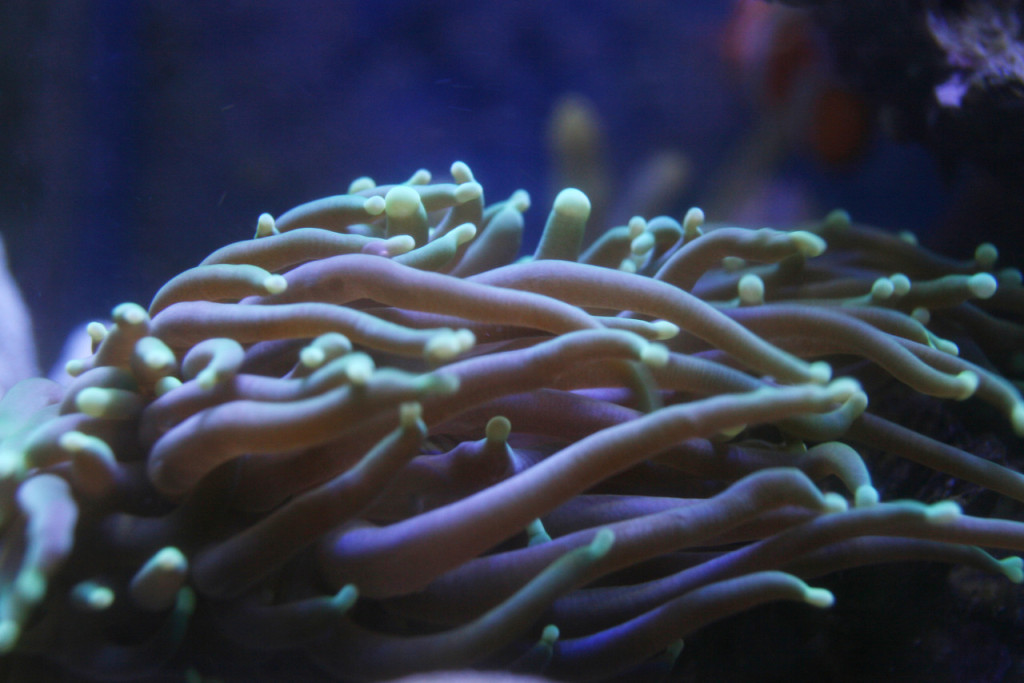 海竹珊瑚与珊瑚的区别