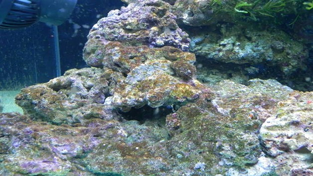 鱼缸长褐藻对鱼有害吗