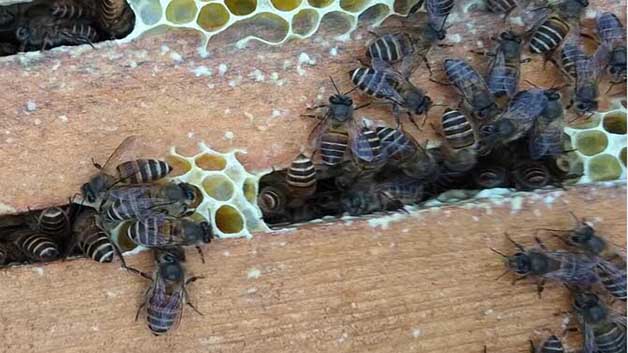 蜜蜂怎么养殖