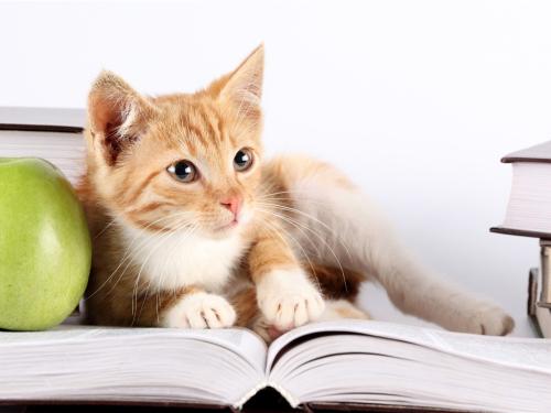 看书还是看猫？不如一起看！