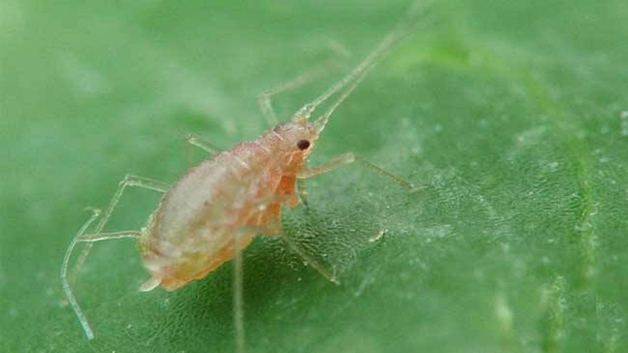 洗衣粉可以防治蚜虫