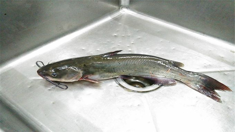 桂林剑骨鱼是不是鲶鱼