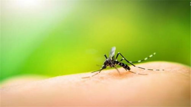 蚊子对大自然的益处