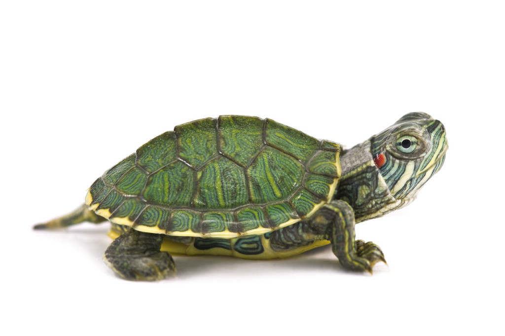 巴西龟是水龟还是半水龟