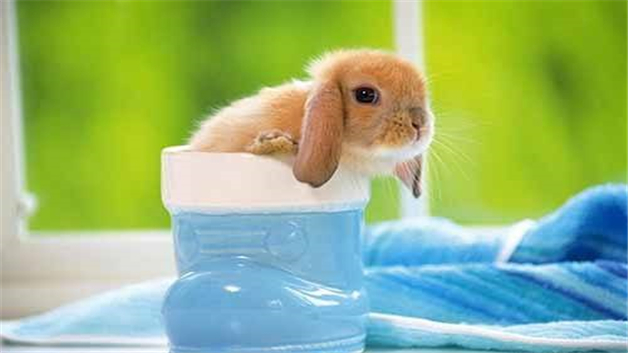 兔子避暑的方法