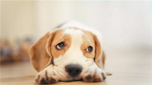 狗狗能吃阿莫西林消炎吗