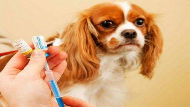 成年狗打疫苗能出门吗