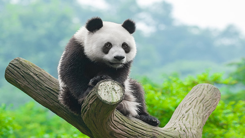 大熊猫以前叫什么