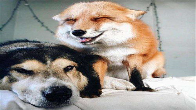狐狸和狗不能产生后代