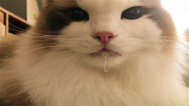 猫咪口炎初期症状