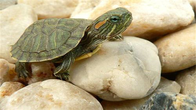 养乌龟是不是每天都得换水