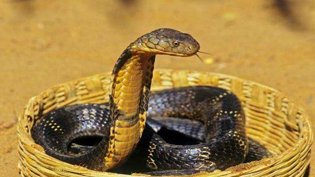 眼镜王蛇的特点是什么