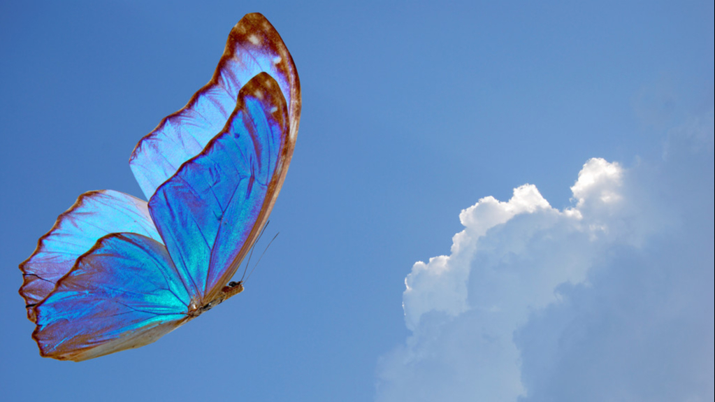 蓝色蝴蝶的寓意和象征是什么