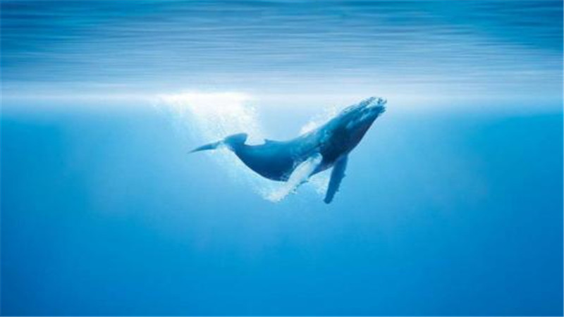鲸鱼在爱情里象征什么