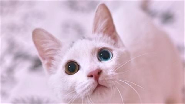 纯白异瞳猫是什么品种