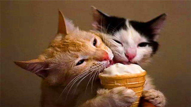 猫可以吃雪糕吗