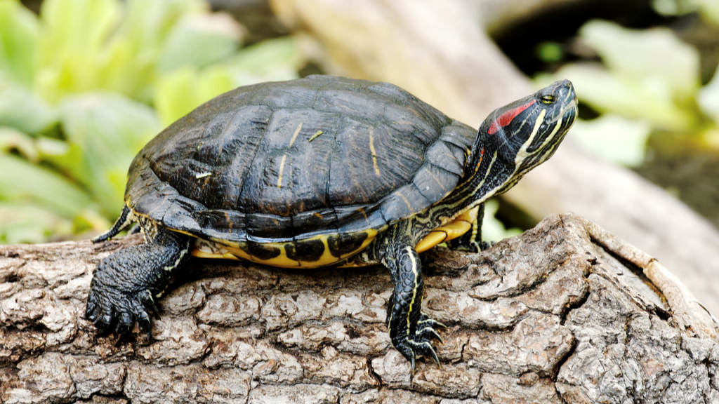 乌龟的养殖方法及注意事项