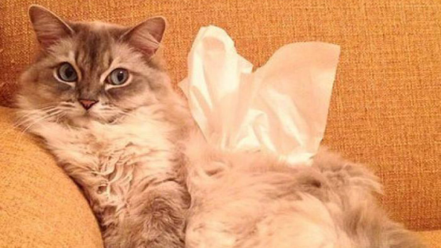 猫吃餐巾纸了怎么办