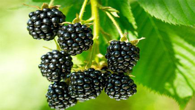 黑莓的功效与作用禁忌