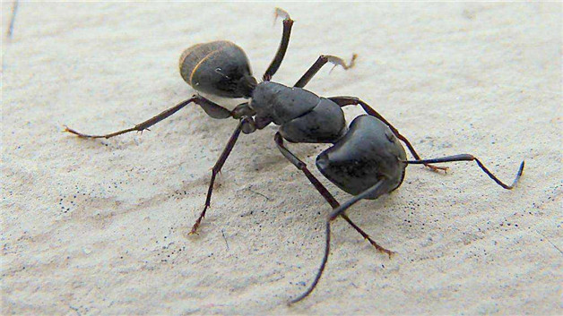蚂蚁作用和功效