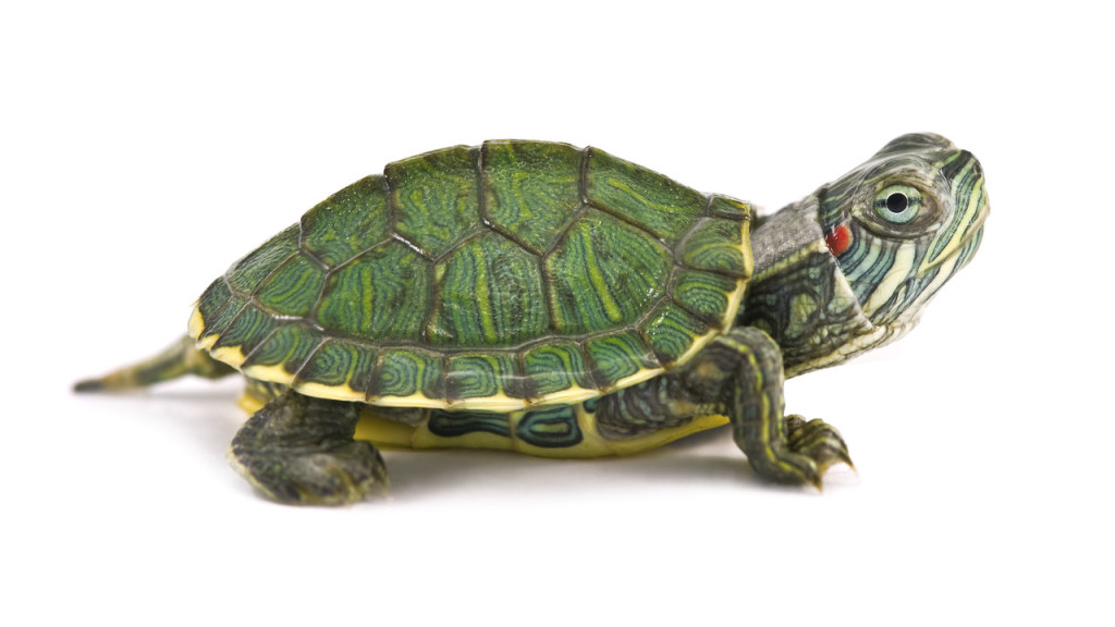 草龟和巴西龟能一起养吗