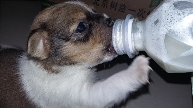 小狗呛奶能恢复正常吗