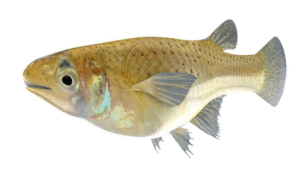 臭水沟的鱼用清水养多久能吃