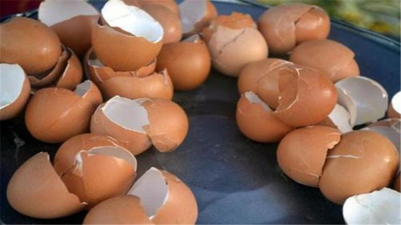 怎么用鸡蛋壳施肥