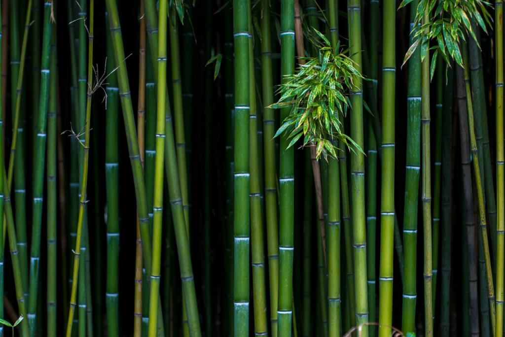 竹子的特点