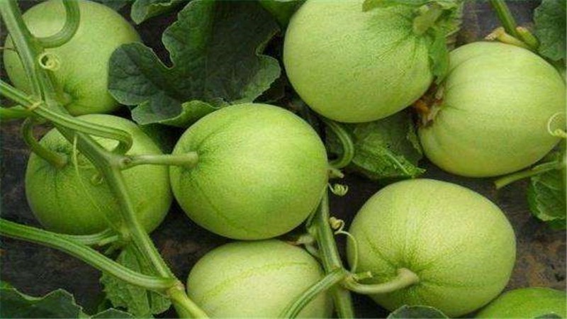 露地香瓜的种植技术