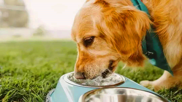 狗多久不喝水会渴死