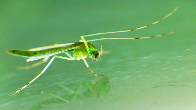 绿色的蚊子是什么蚊子
