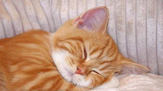 猫睁眼睡觉是什么原因