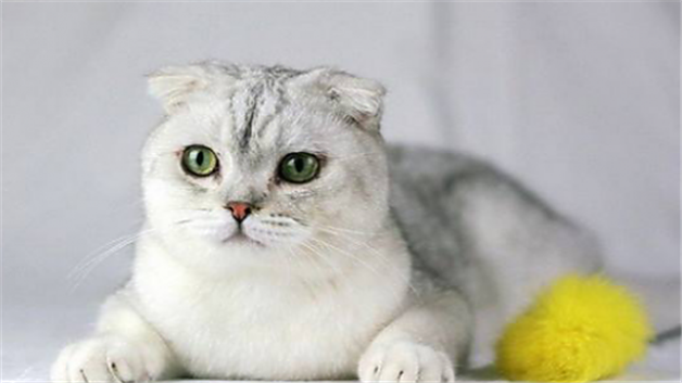 矮脚猫有什么遗传病