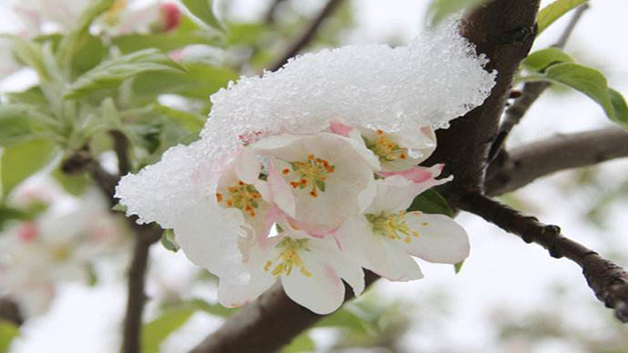 如何预防大樱桃花期霜冻