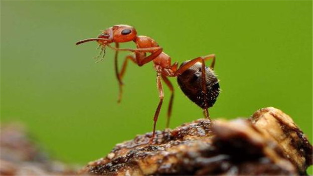 红蚂蚁的习性