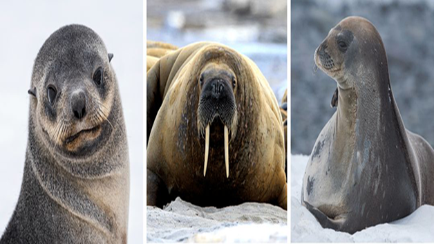海狮海豹海狗海象的区别