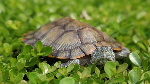 乌龟尾巴长是什么品种