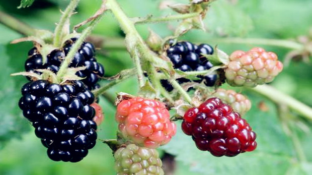 黑莓的营养价值