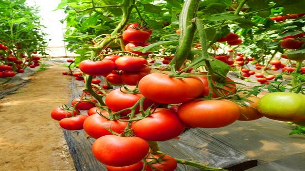 番茄种子新品种